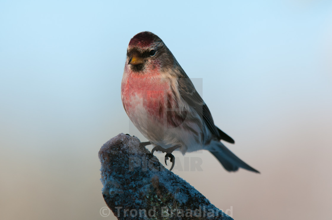 "Common redpoll male" stock image