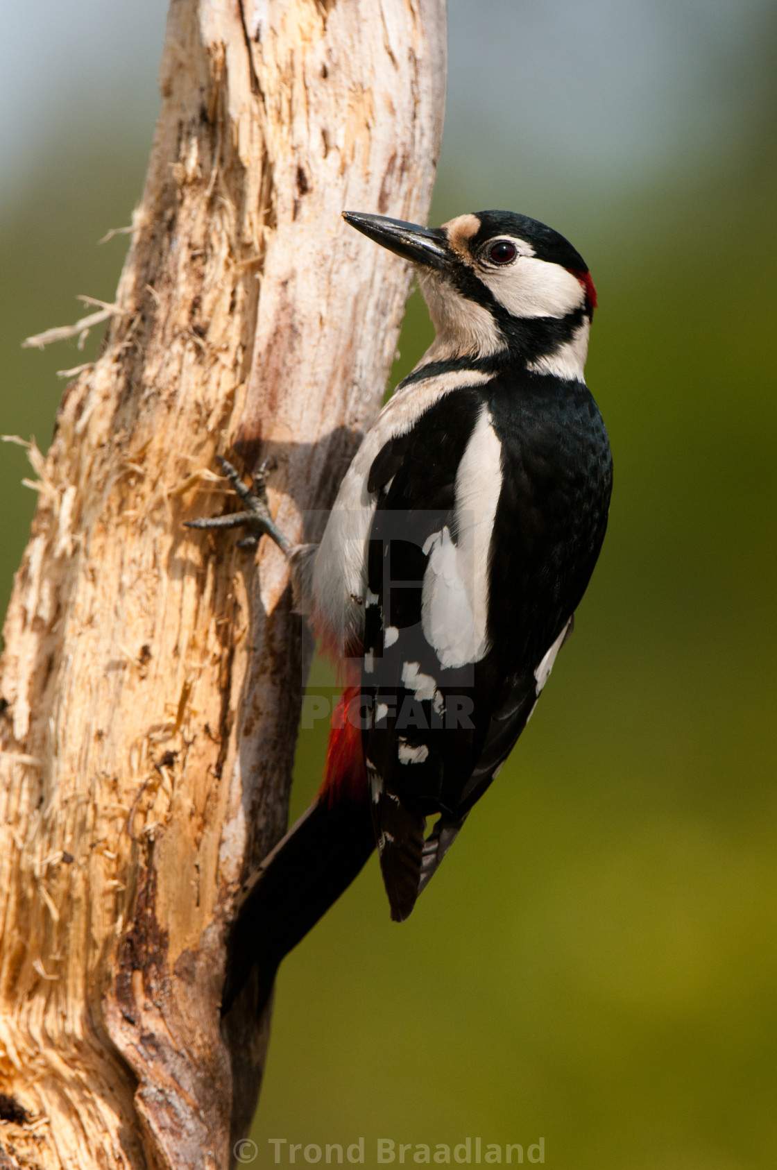 "Great spotted woodpecker" stock image