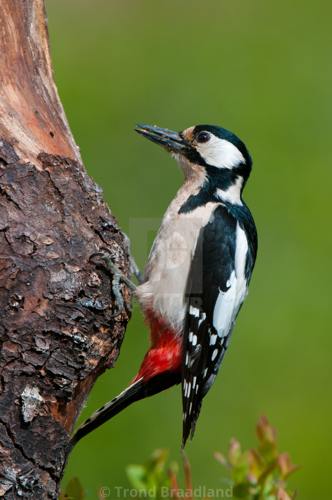 "Great spotted woodpecker" stock image