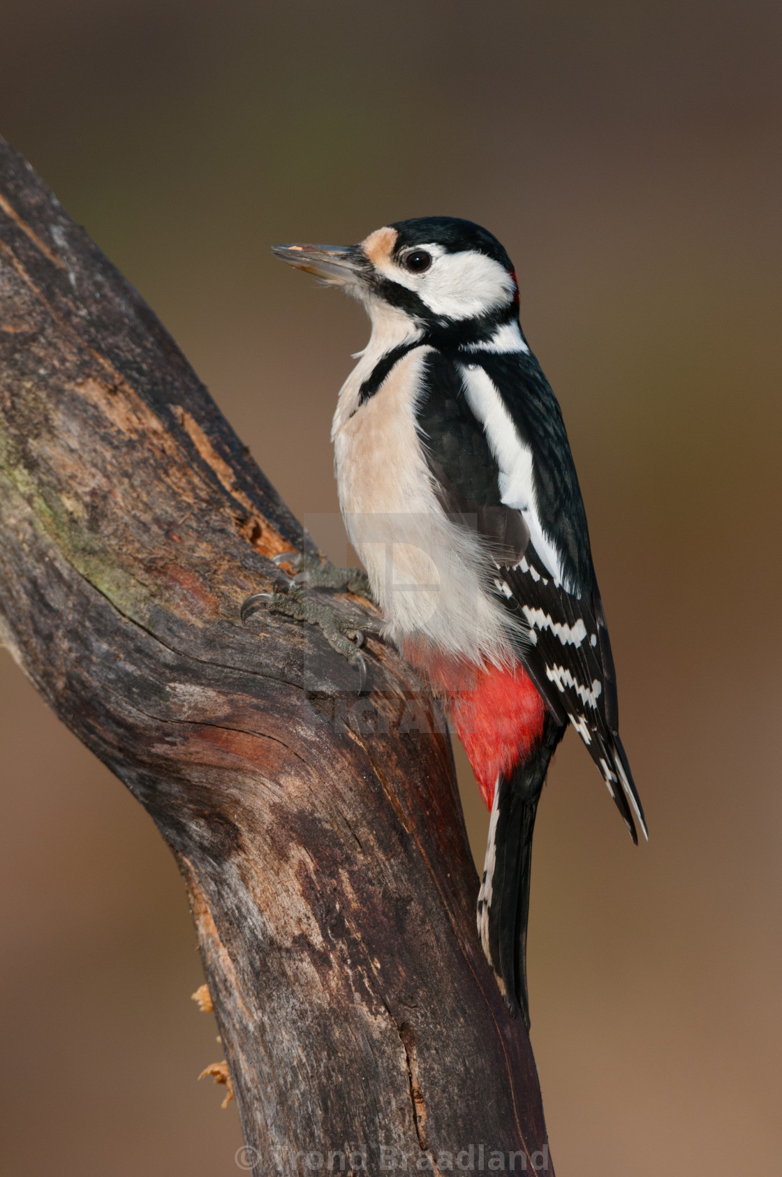 "Great spotted woodpecker" stock image