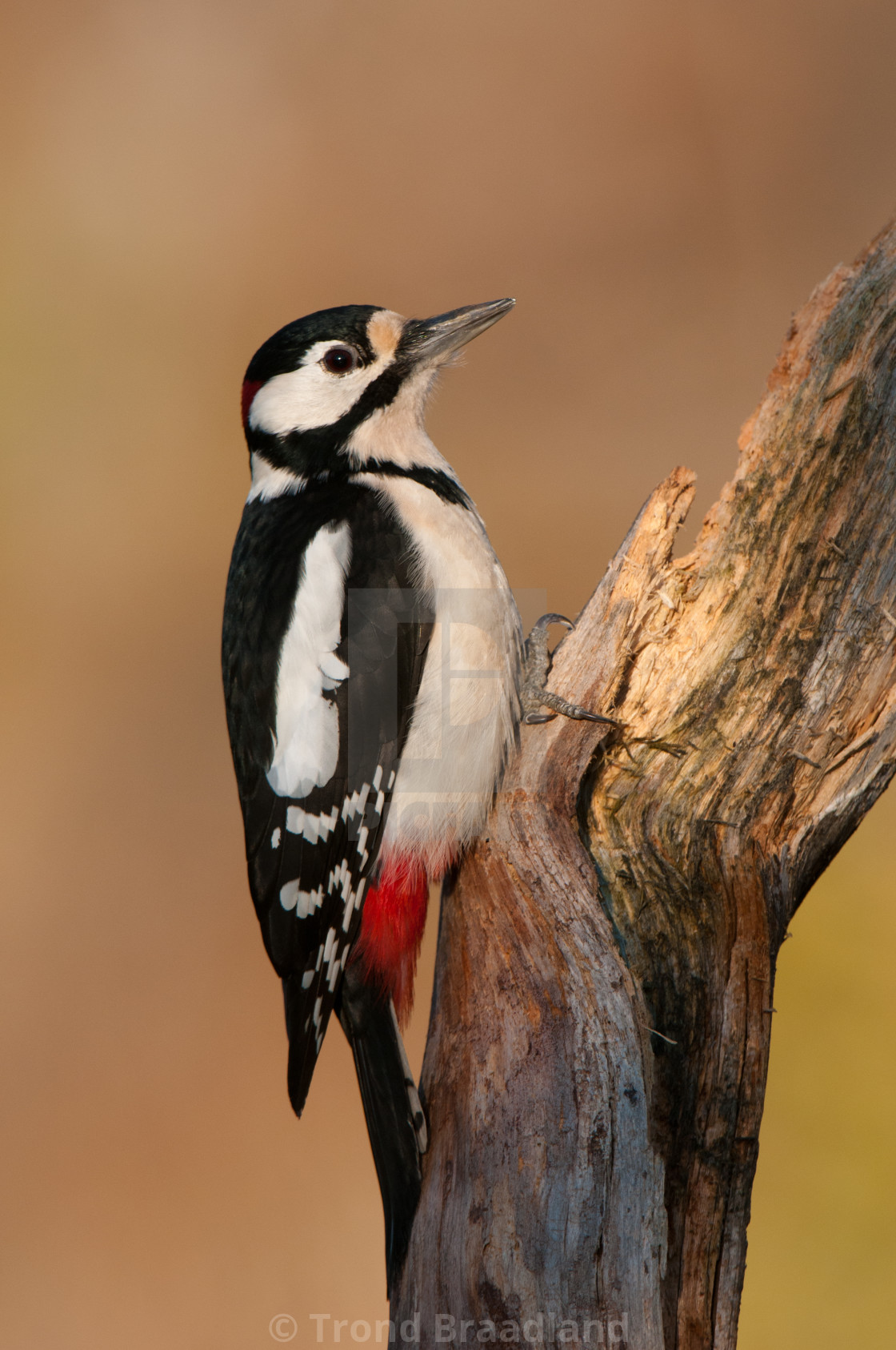 "Great spotted woodpecker" stock image