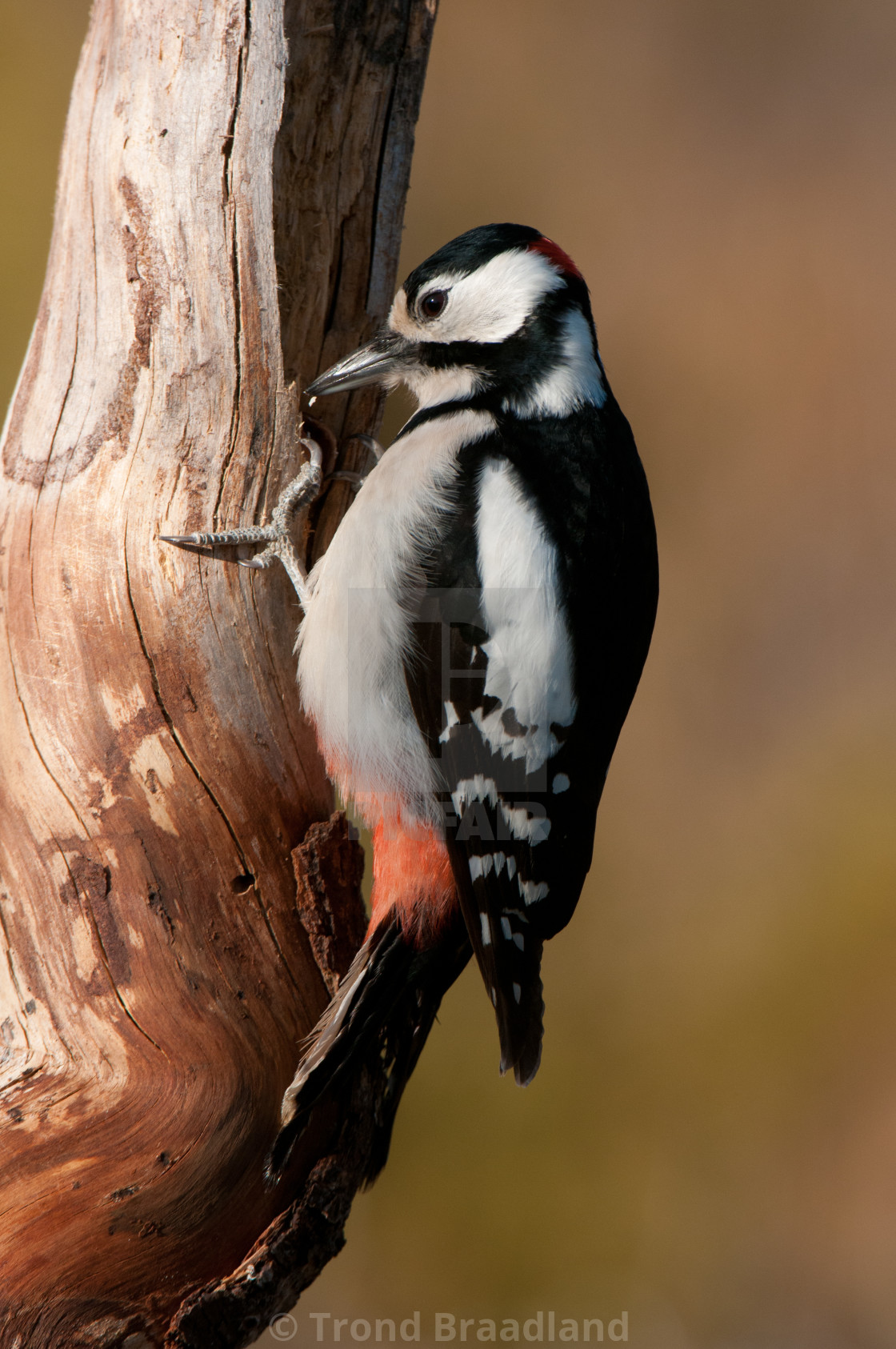 "Great spotted woodpecker" stock image