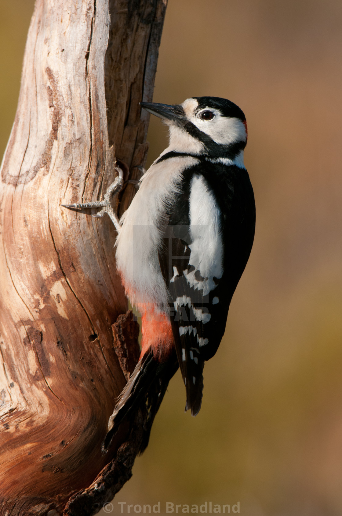 "Great spotted woodpecker" stock image