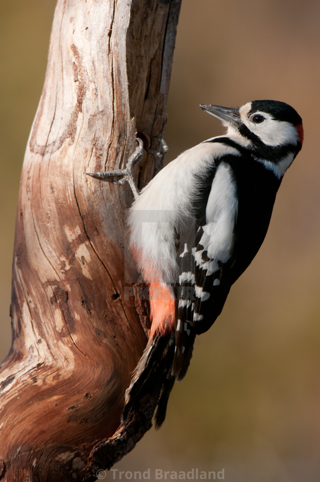 "Great spotted woodpecker" stock image