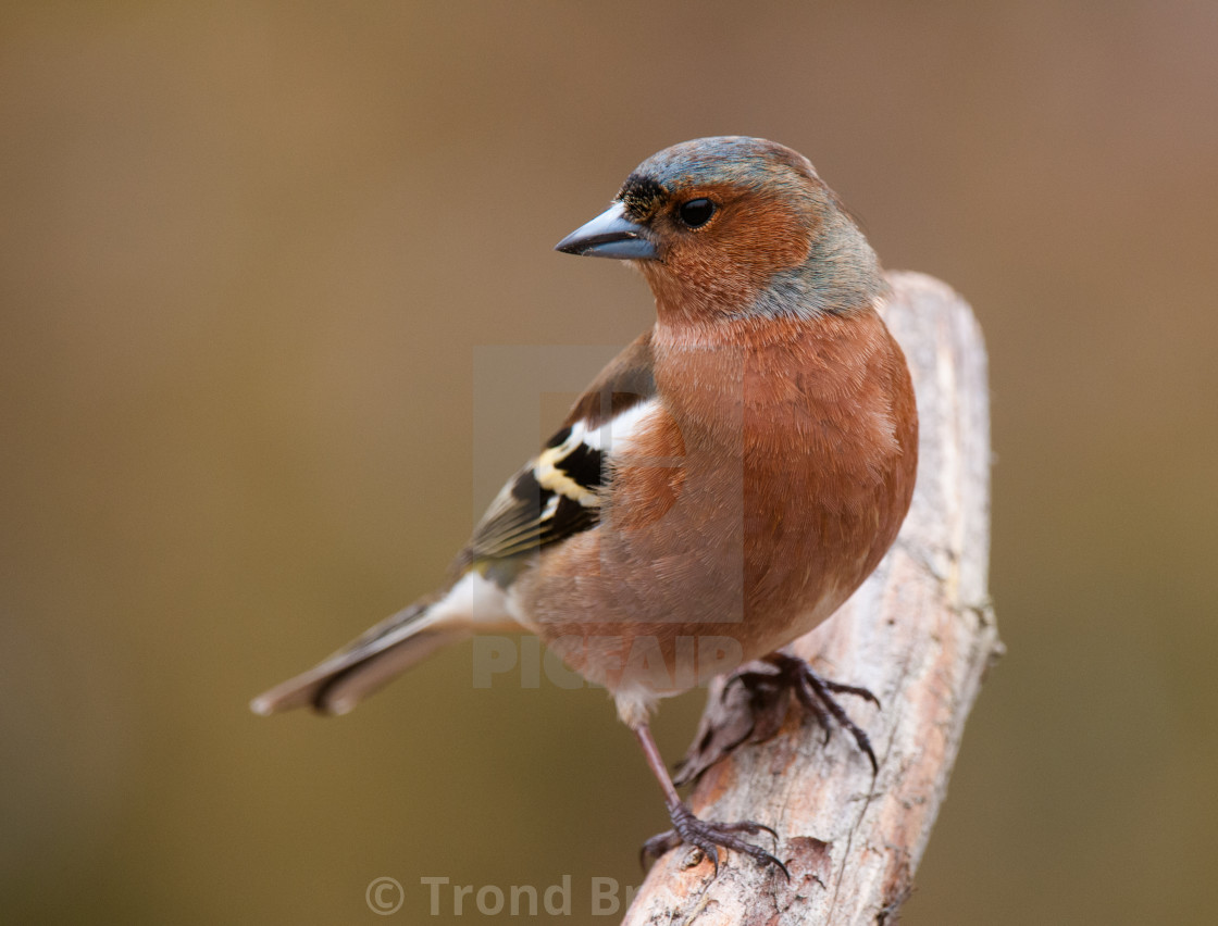 "Chaffinch" stock image