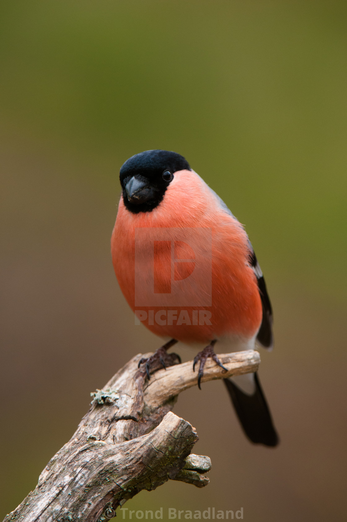 "Bullfinch male" stock image