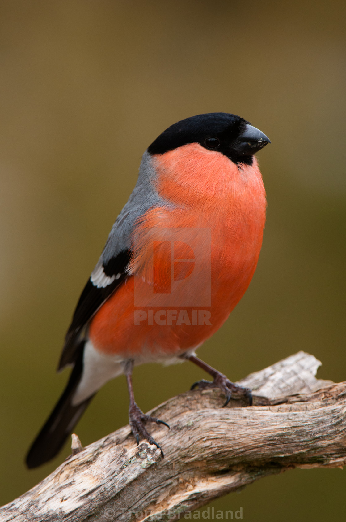 "Bullfinch male" stock image