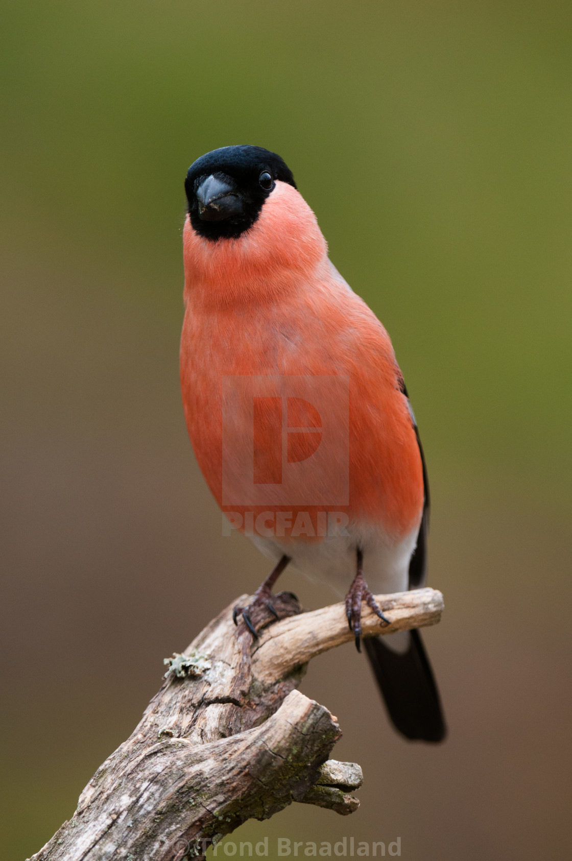 "Bullfinch male" stock image