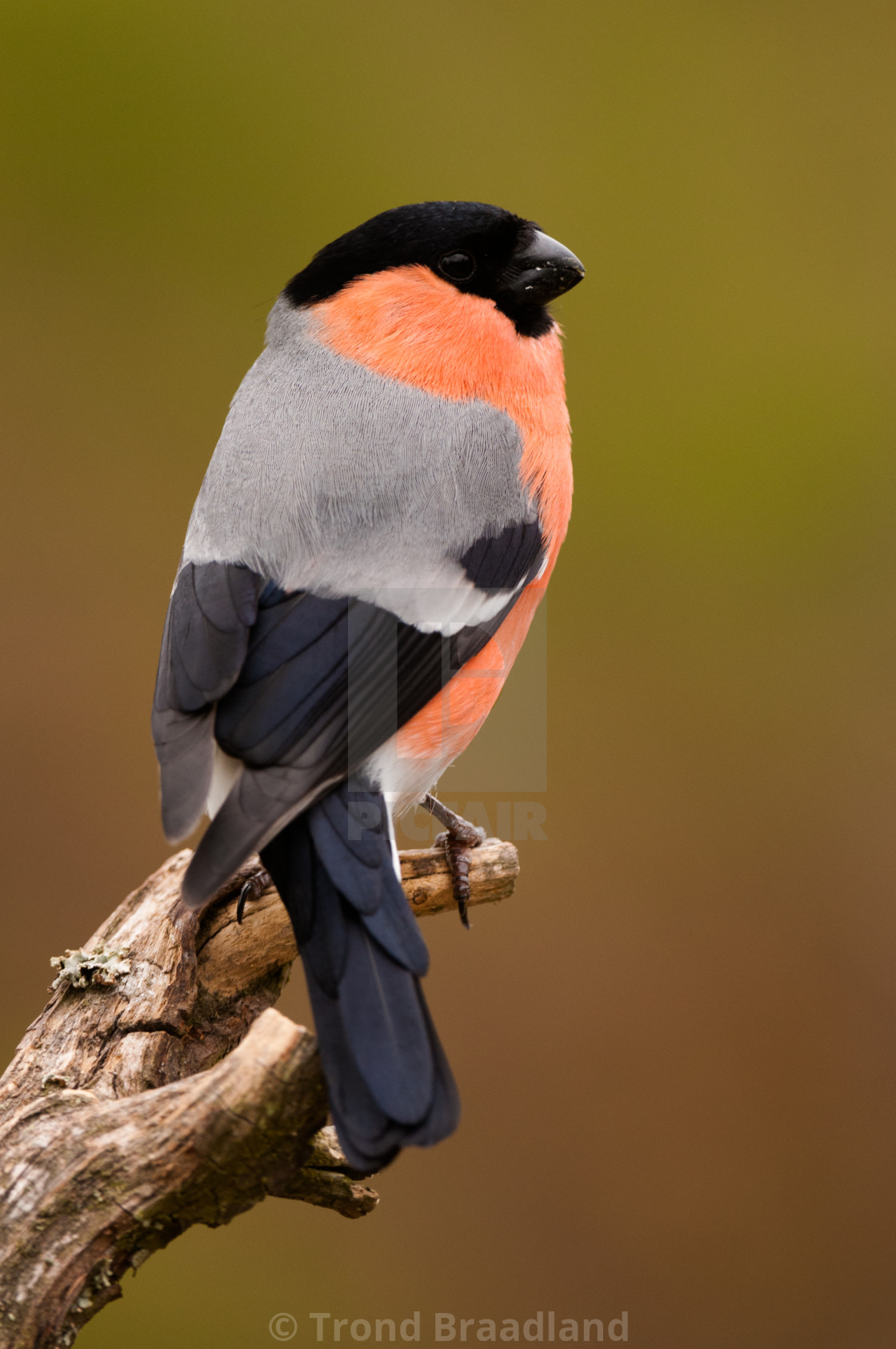 "Bullfinch male" stock image