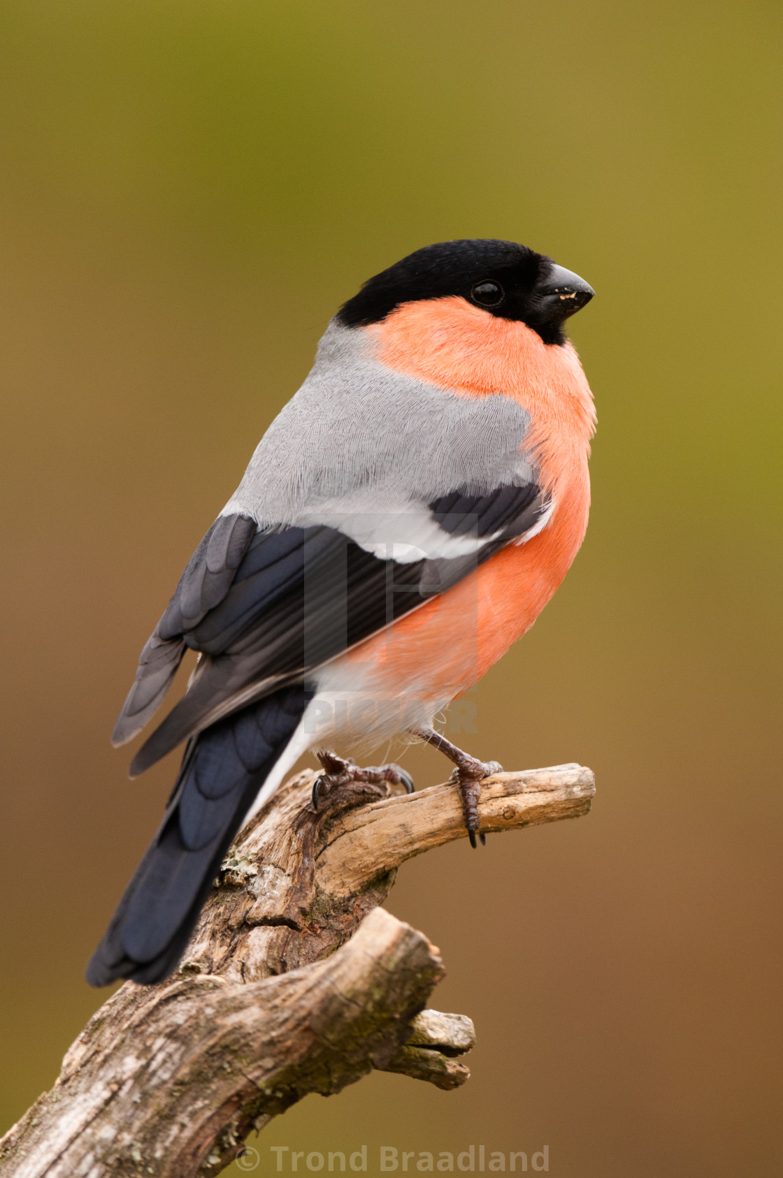 "Bullfinch male" stock image