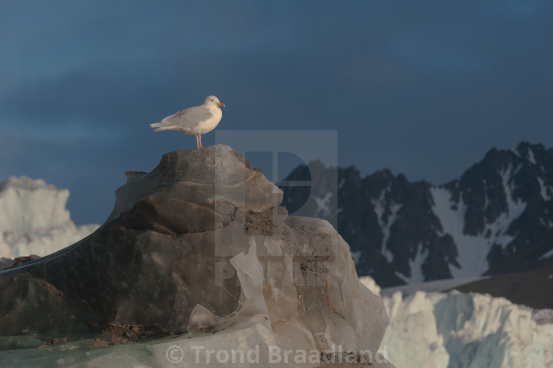 "Glaucous gull" stock image