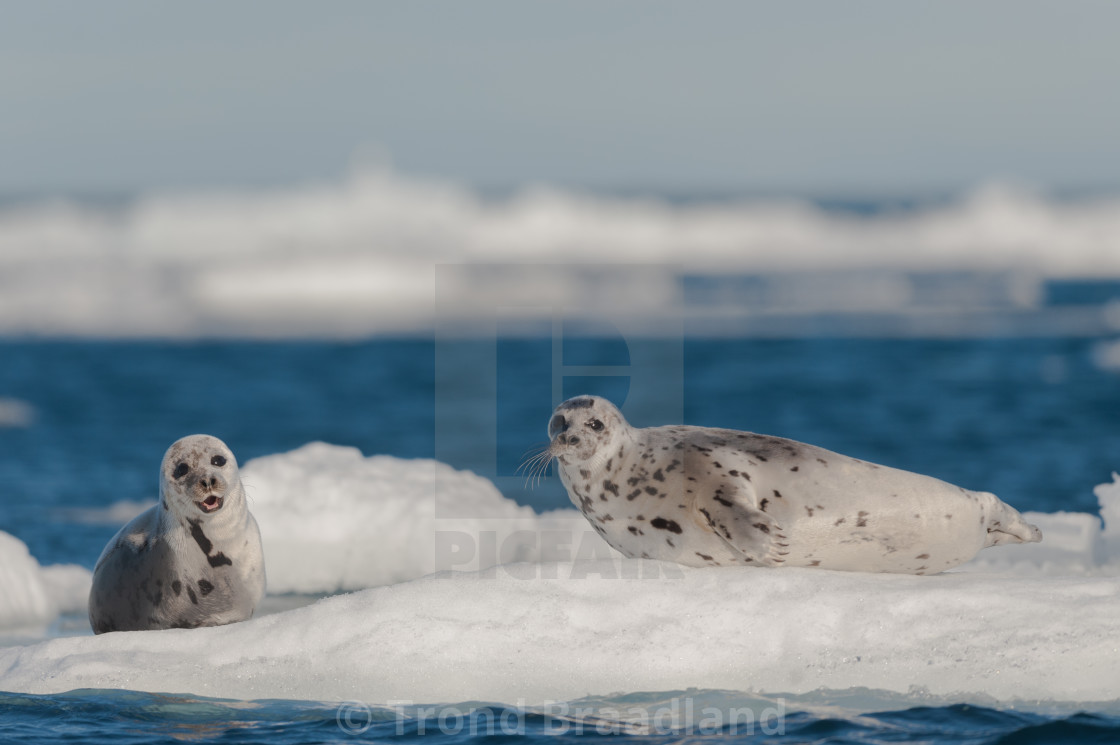 "Harp seals" stock image