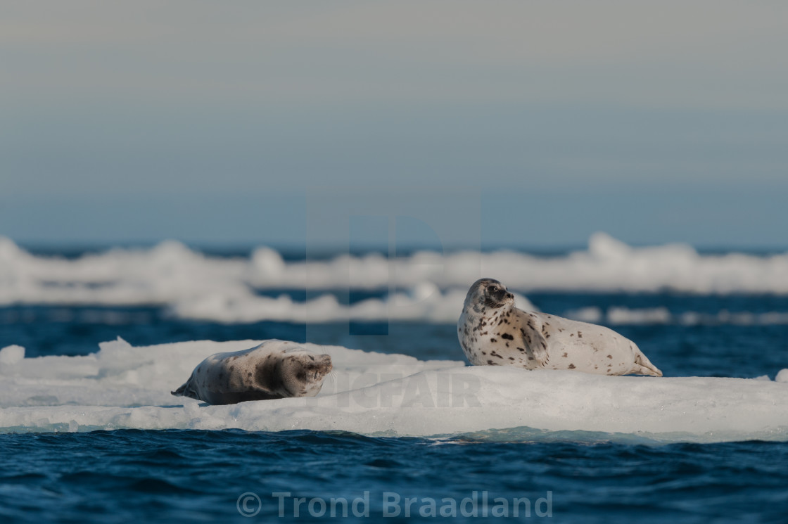 "Harp seals" stock image