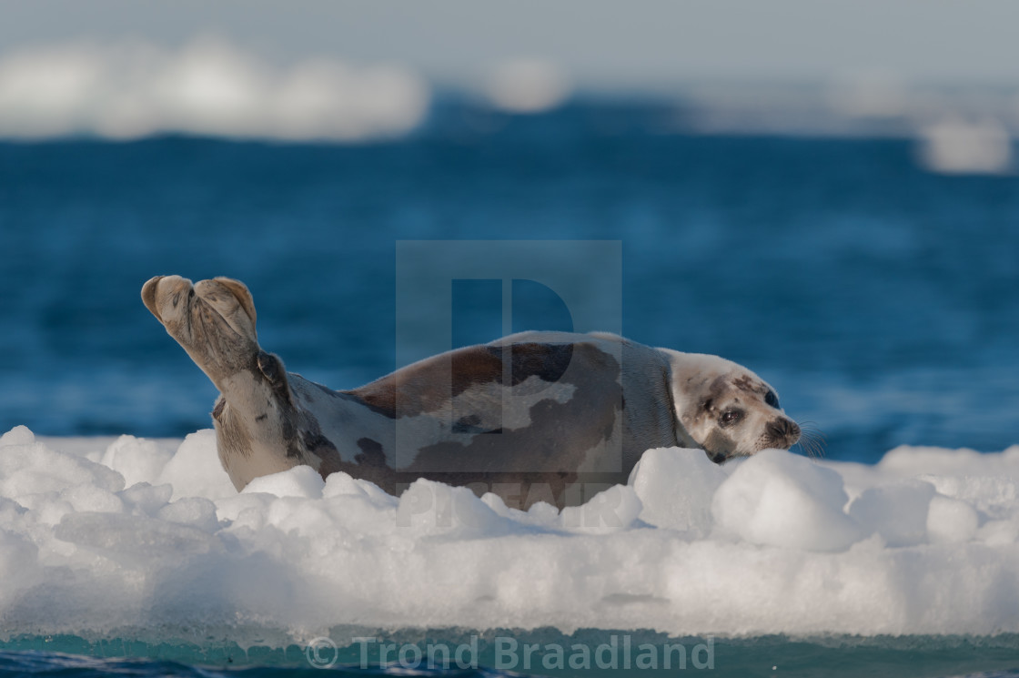 "Harp seal" stock image