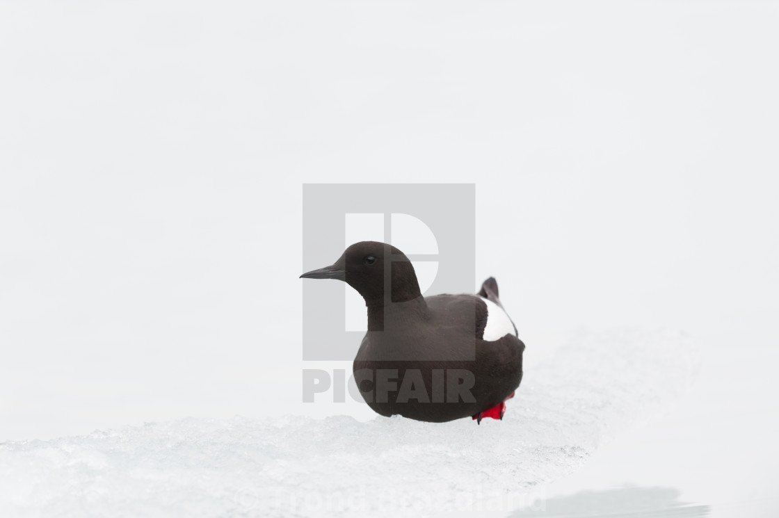 "Black guillemot" stock image