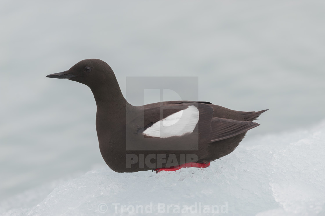 "Black guillemot" stock image