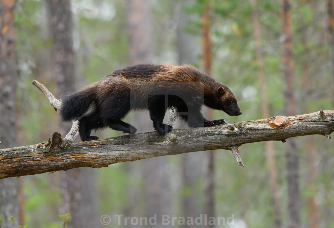 "Wolverine" stock image