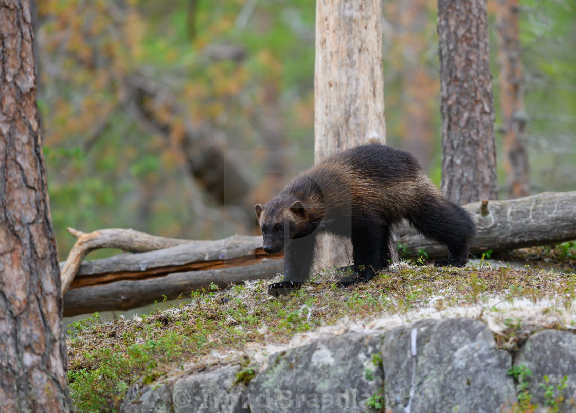 "Wolverine" stock image