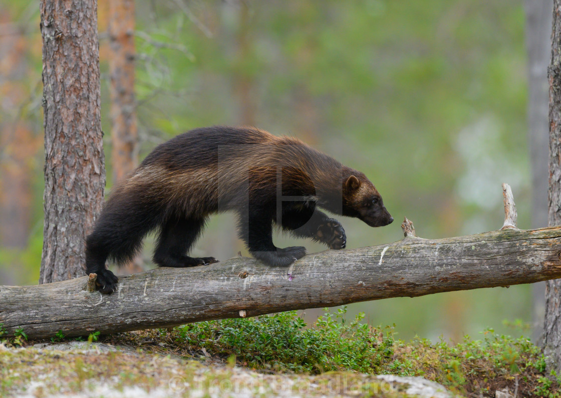 "Wolverine" stock image