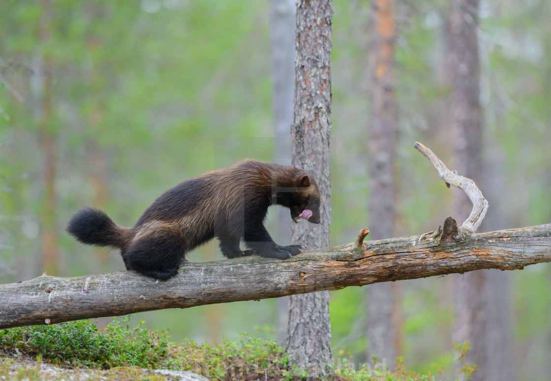 "Wolverine" stock image