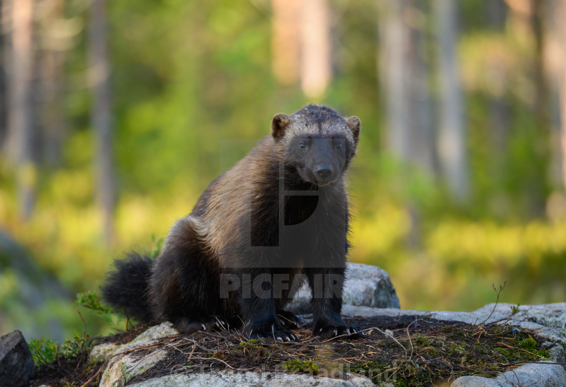 "Wolverine" stock image