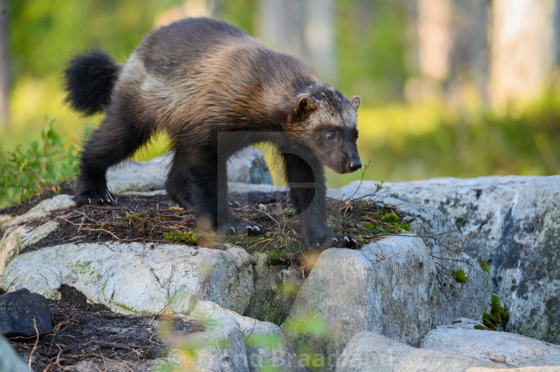 "Wolverine" stock image