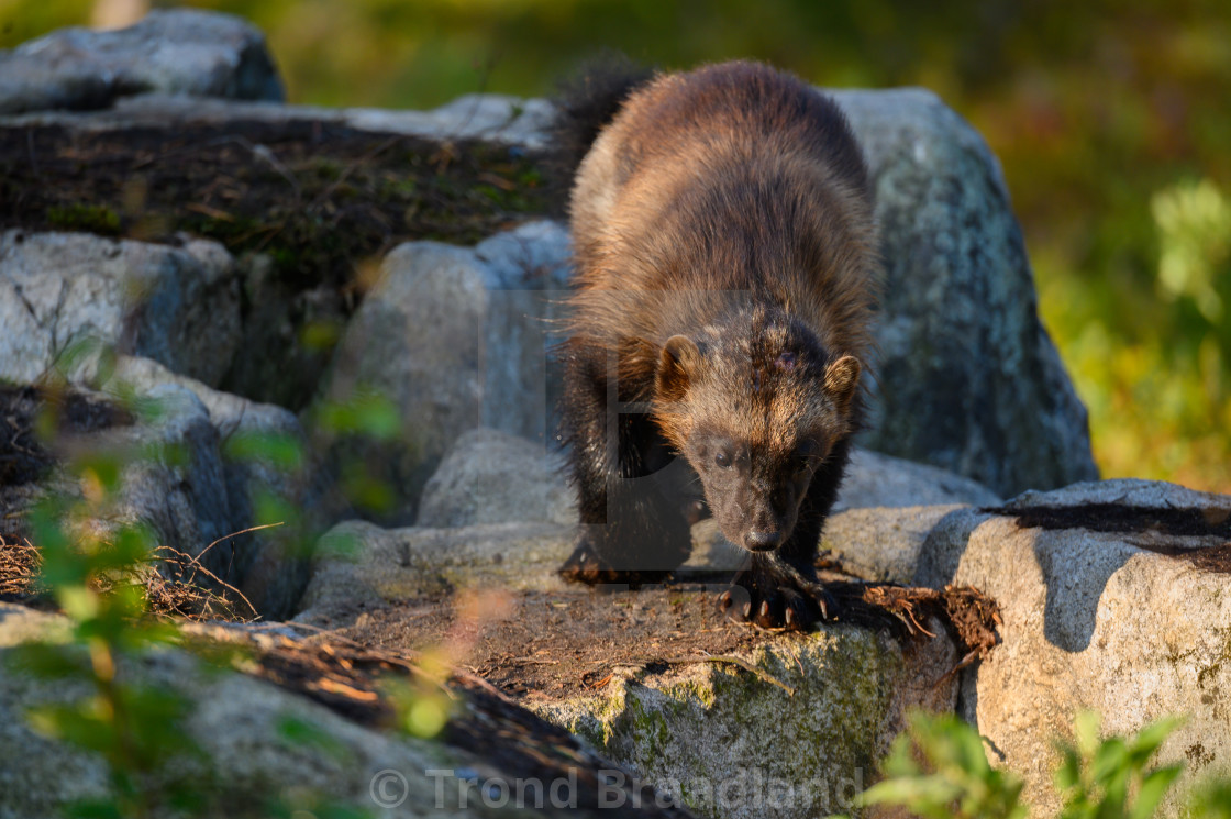 "Wolverine" stock image