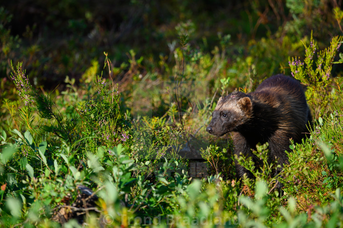 "Wolverine" stock image