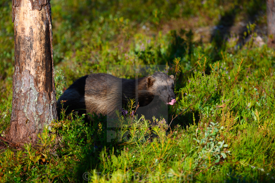 "Wolverine" stock image