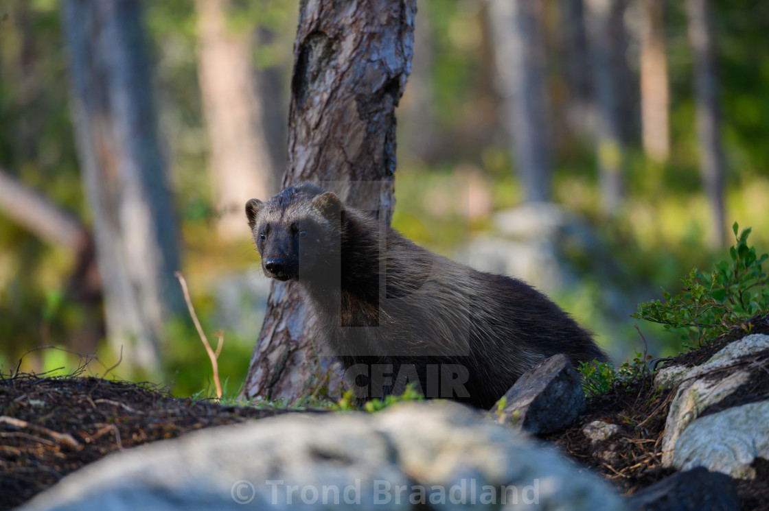 "Wolverine" stock image