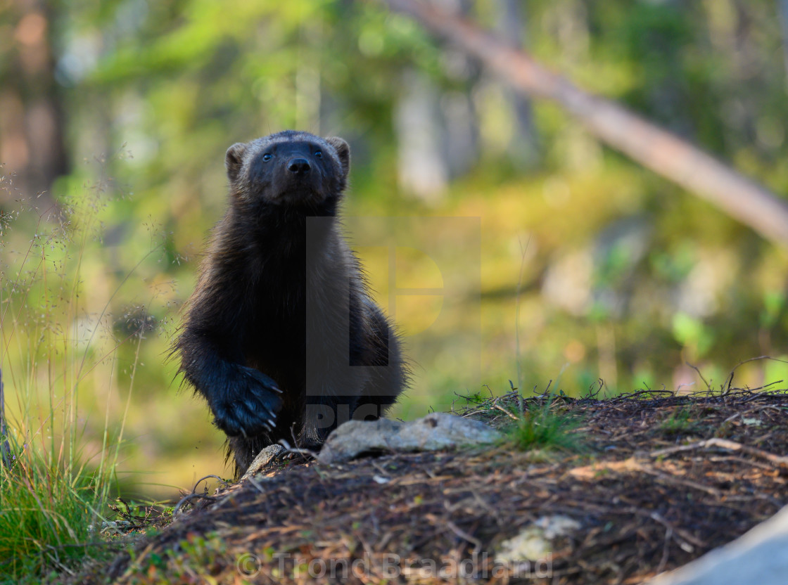 "Wolverine" stock image