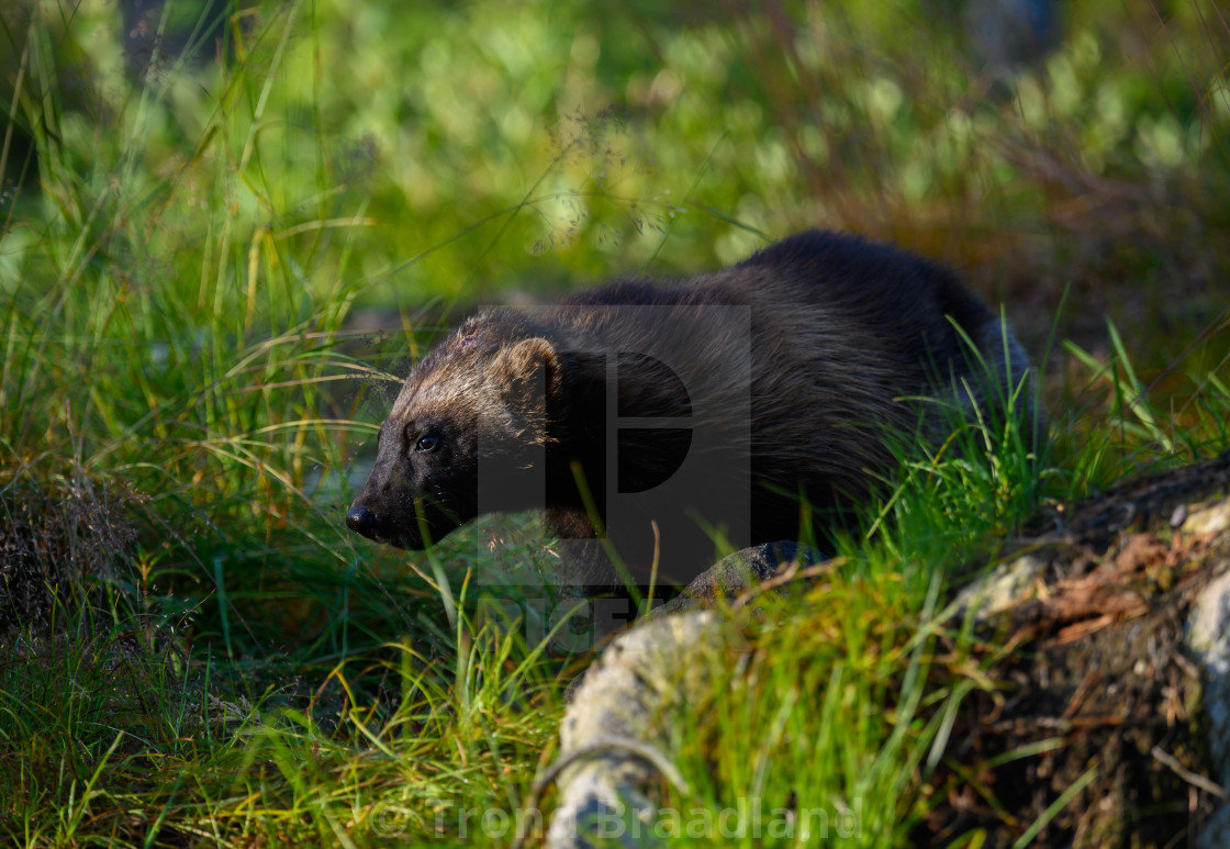 "Wolverine" stock image