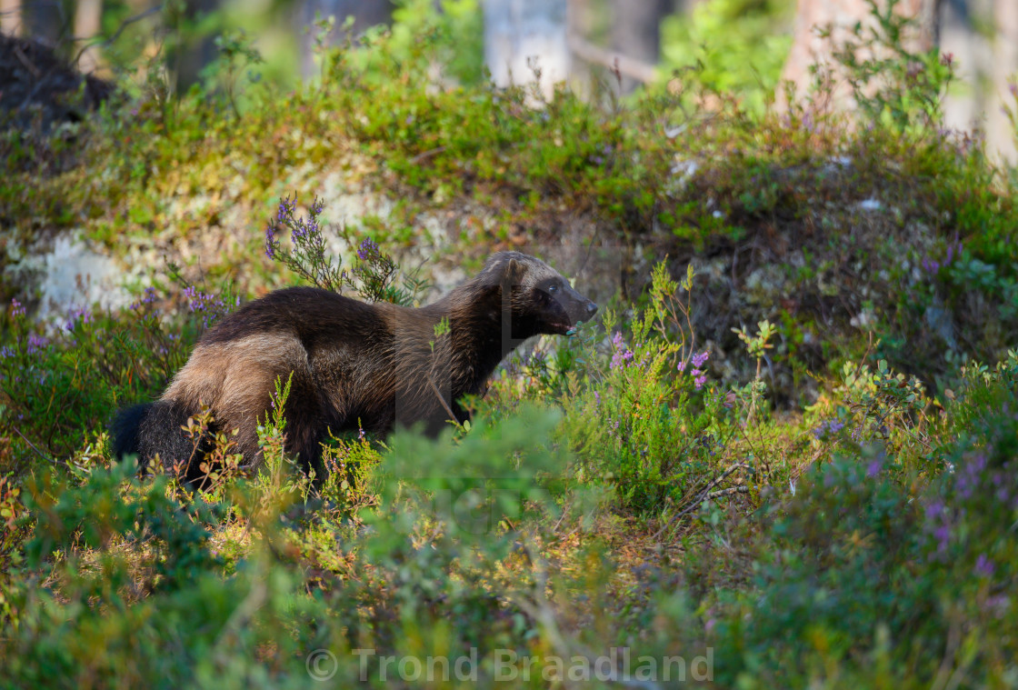 "Wolverine" stock image