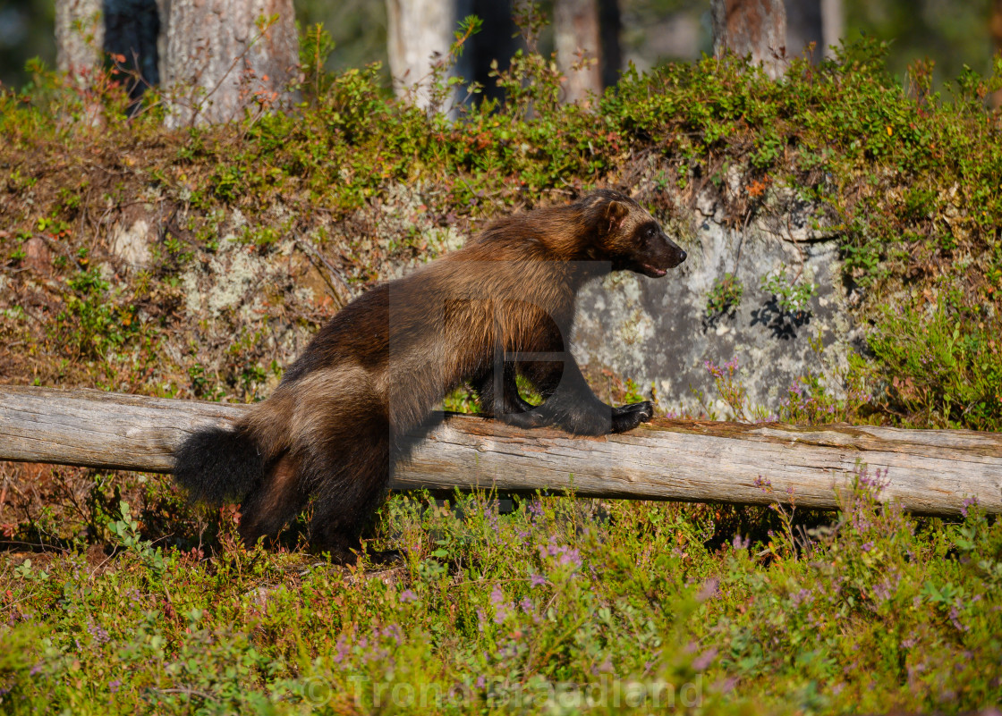 "Wolverine" stock image