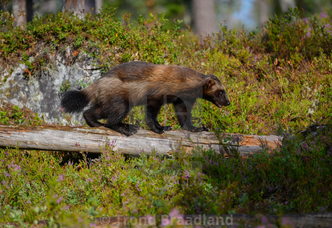 "Wolverine" stock image