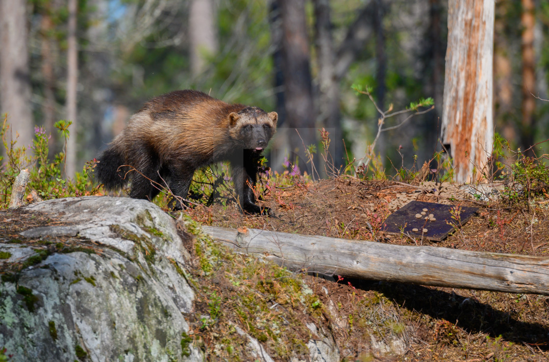 "Wolverine" stock image