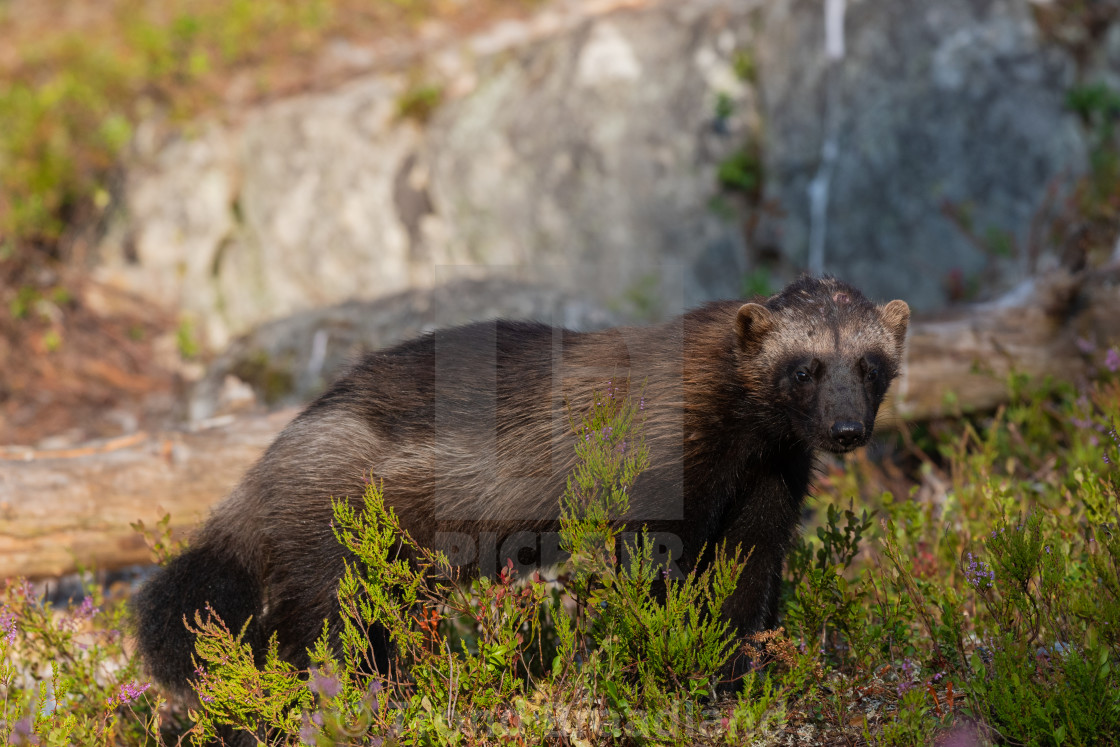 "Wolverine" stock image