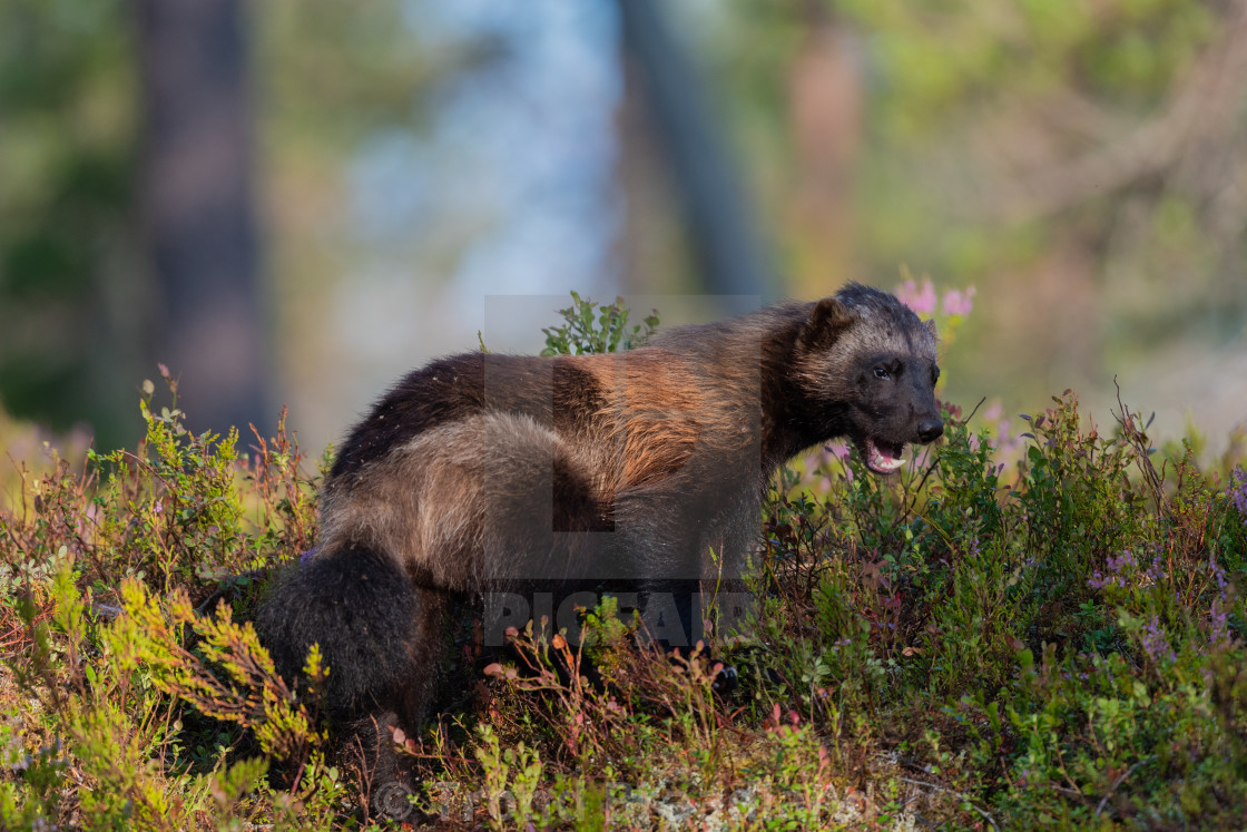 "Wolverine" stock image