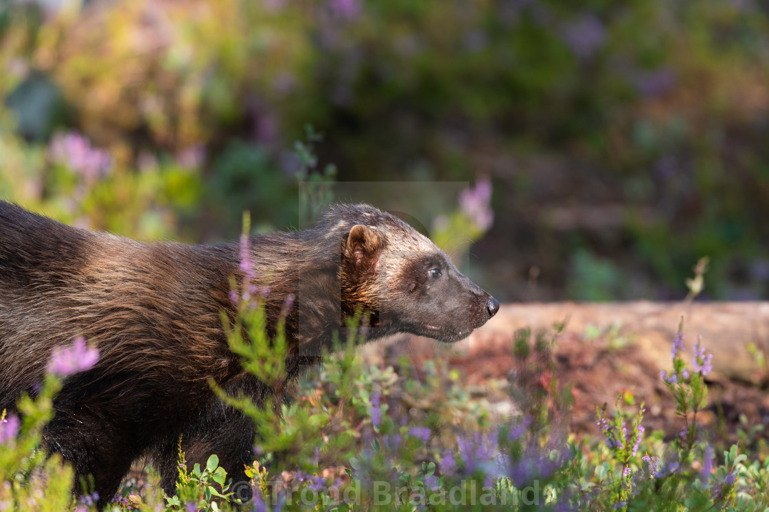 "Wolverine" stock image