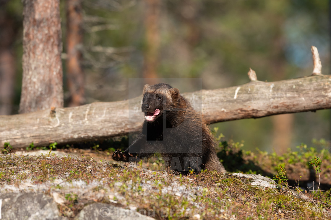 "Wolverine" stock image