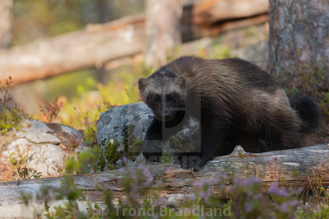 "Wolverine" stock image