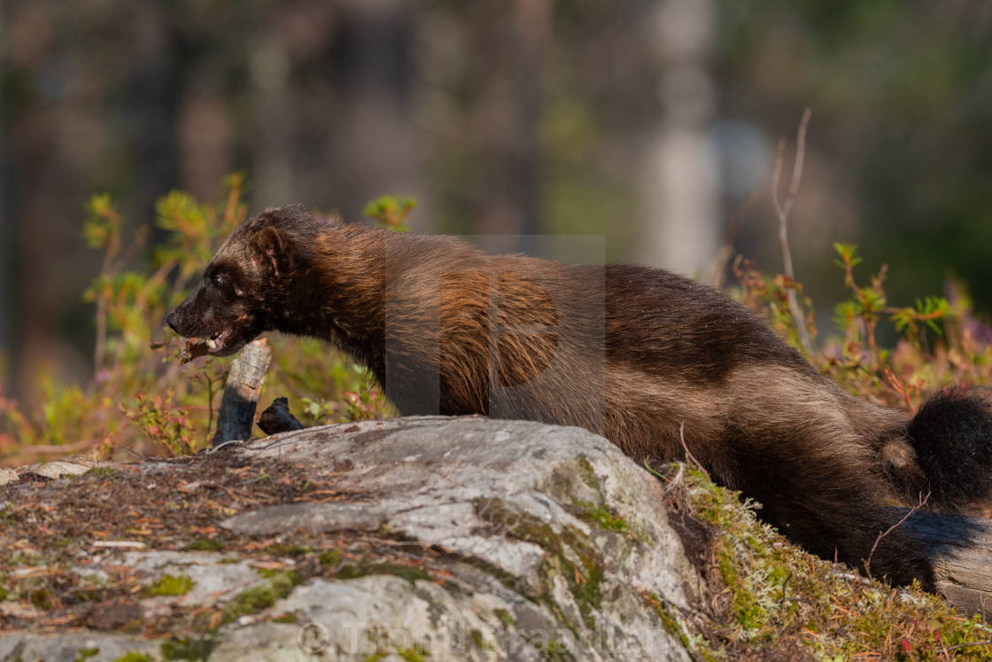 "Wolverine" stock image