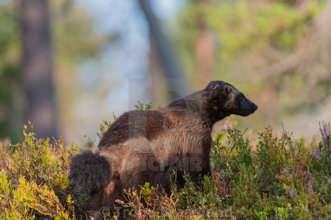 "Wolverine" stock image