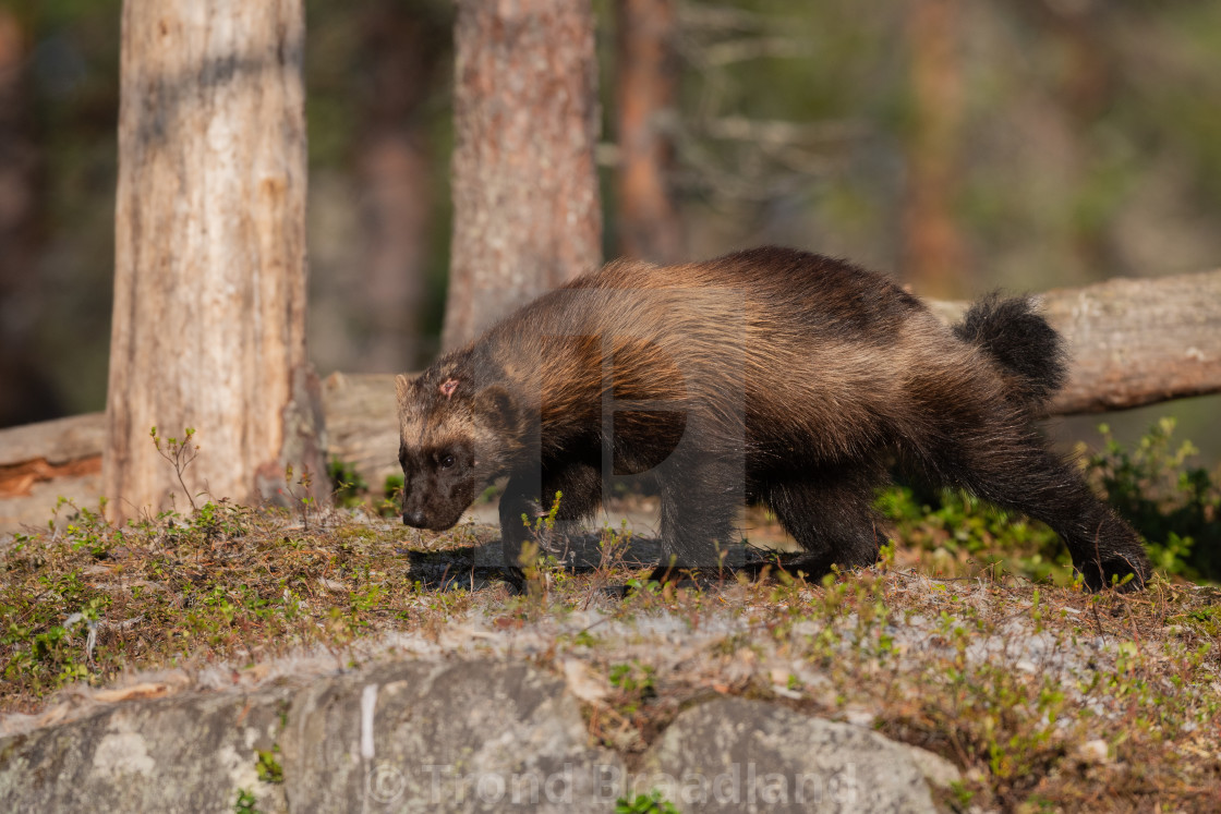 "Wolverine" stock image