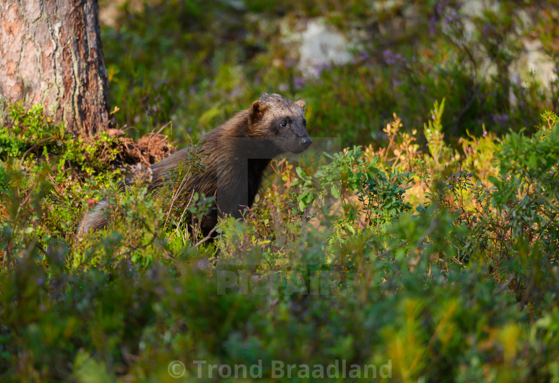 "Wolverine" stock image