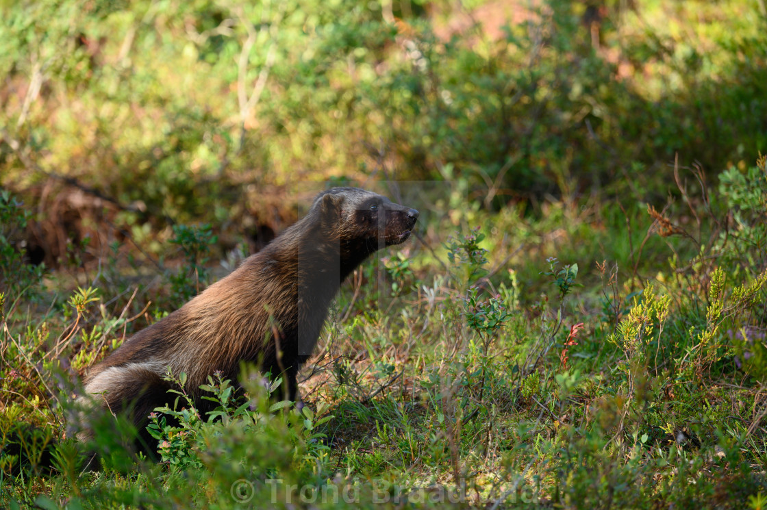 "Wolverine" stock image