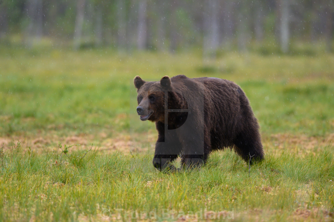 "Brown bear" stock image