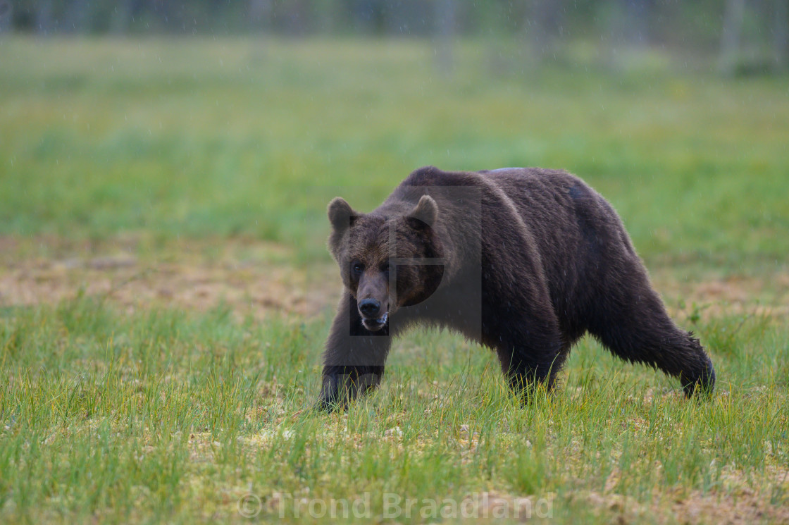 "Brown bear" stock image