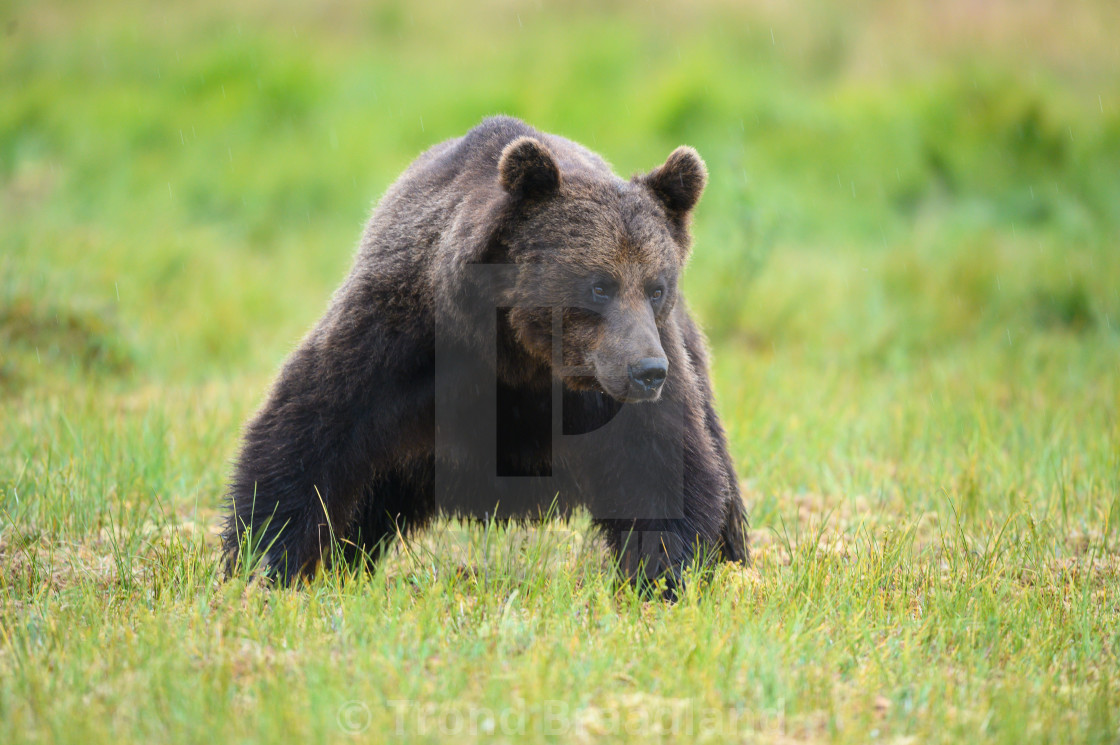 "Brown bear" stock image