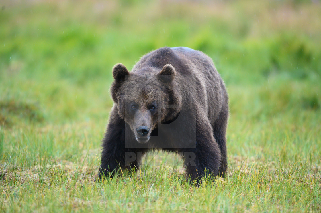 "Brown bear" stock image